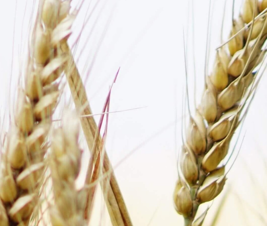 Default Wheat5