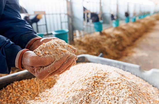 Image depicting Feed & Forage Testing at PDS Inc