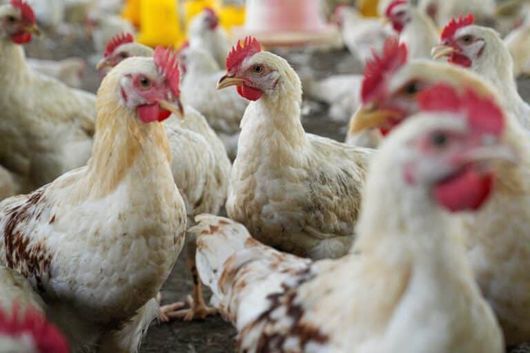 Image depicting Avian & Reptile at PDS Inc