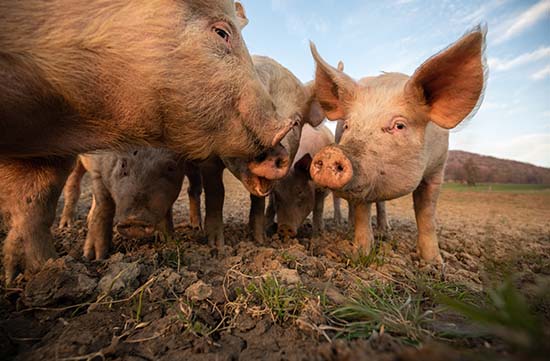 Image depicting Bovine & Porcine Extension Services at PDS Inc