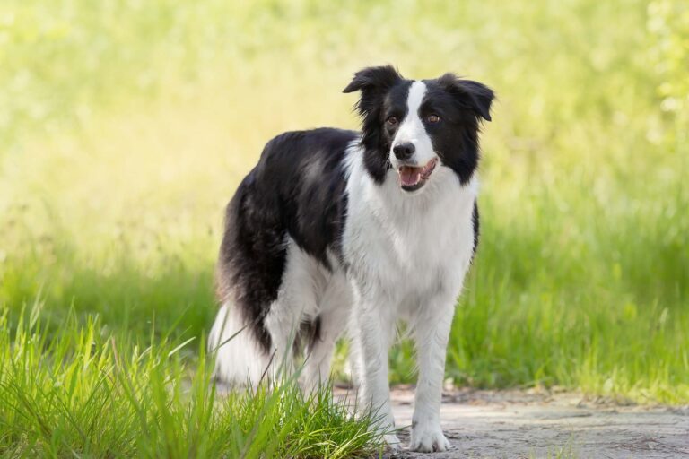 Image depicting Companion Animal at PDS Inc