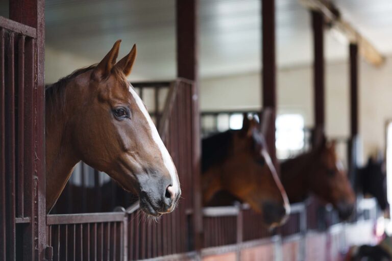 Image depicting Equine at PDS Inc