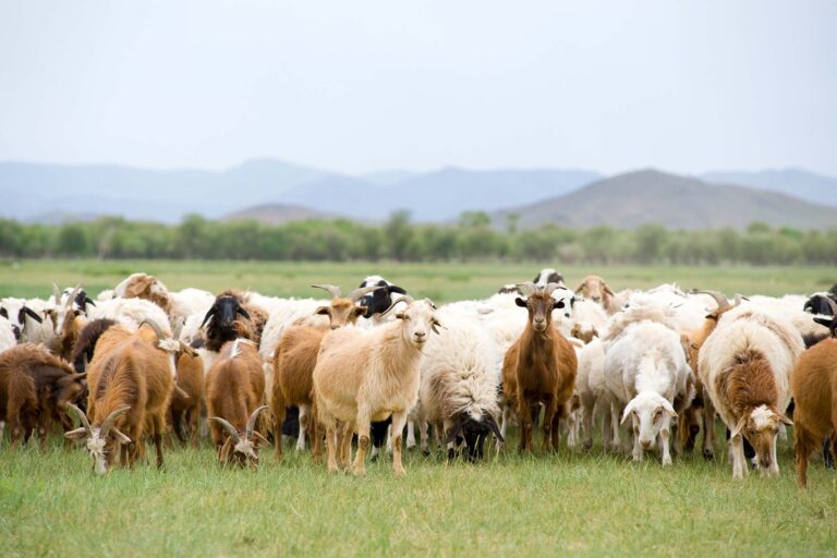 Image depicting Ovine & Caprine at PDS Inc