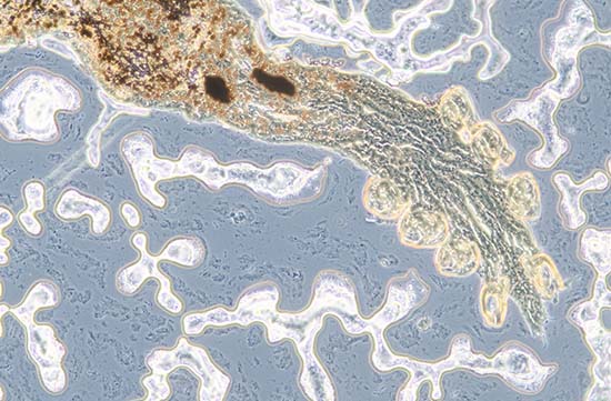 Image depicting Parasitology at PDS Inc