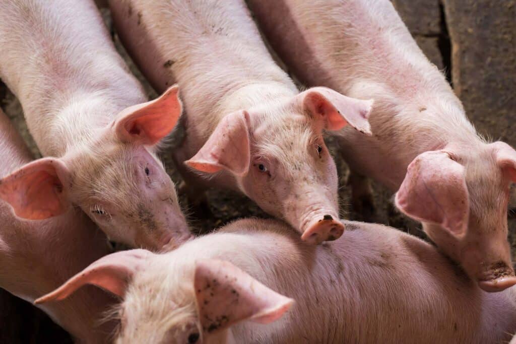 Image depicting Porcine at PDS Inc